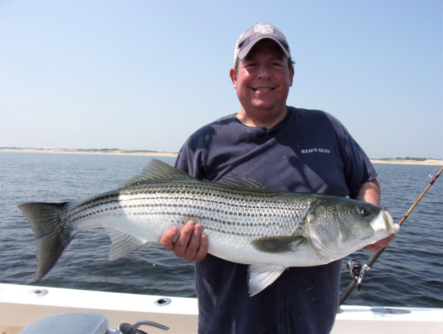 Live lined Mackere catch fish